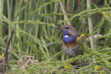 Blauwborst / Bluethroat