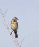 Witte Kwikstaart / White Wagtail