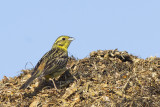 Geelgors / Yellowhammer