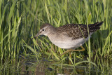 Bosruiter / Wood Sandpiper