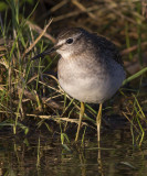 Bosruiter / Wood Sandpiper