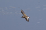 Least Sandpiper / Kleinste Strandloper