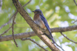 Eastern Bluebird / Roodkeelsialia