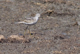 Stilt Sandpiper / Steltstrandloper