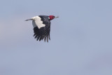 Red-headed Woodpecker / Roodkopspecht