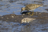 Semi-palmated Sandpiper (foreground) and Pectoral Sandpiper / Grijze Strandloper en Gestreepte Strandloper