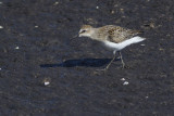 Semi-palmated Sandpiper / Grijze Strandloper