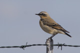 Tapuit / Northern Wheatear