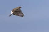 Tapuit / Northern Wheatear