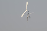 Grote Zilverreigers / Great Egrets