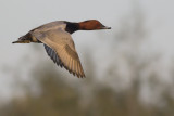 Tafeleend / Common Pochard