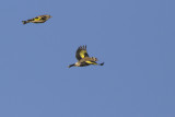 Putters / European Goldfinches