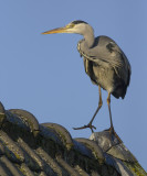 Blauwe Reiger / Grey Heron