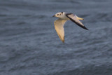 Drieteenmeeuw / Black-legged Kittiwake