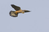 Torenvalk / Common Kestrel