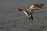 Smient / Eurasian Wigeon