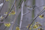 Bladkoning / Yellow-browed Warbler