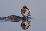 Fuut met kikker / Great Crested Grebe with frog