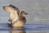 Tafeleend / Common Pochard