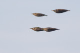 Spreeuwen / Common Starlings