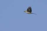 Klapekster / Great Grey Shrike