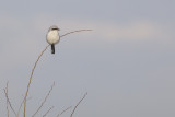 Klapekster / Great Grey Shrike