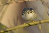 Bladkoning / Yellow-browed Warbler