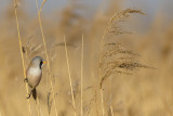 Baardmannetje / Bearded Tit