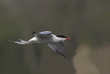 Visdief vangt mug / Common Tern catching mosquito