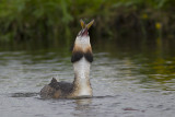 Fuut met vis / Great Crested Grebe with fish