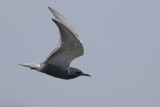 Zwarte Stern / Black Tern