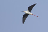 Steltkluut / Black-winged Stilt