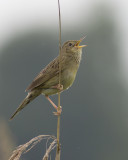 Sprinkhaanzanger / Grasshopper Warbler