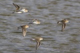 Kleine Strandlopers / Little Stints