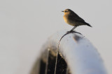 Tapuit / Northern Wheatear