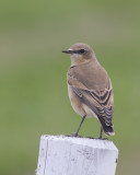 Tapuit / Northern Wheatear