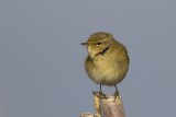 Tjiftjaf op trek aan de Hollandse kust / Chiffchaff on migration at the Dutch coast