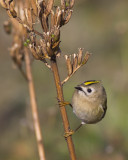 Goudhaantje op trek aan de Hollandse kust / Goldcrest on migration at the Dutch coast