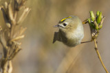 Goudhaantje op trek aan de Hollandse kust / Goldcrest on migration at the Dutch coast