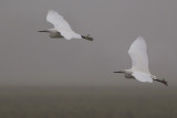 Kleine Zilverreigers / Little Egrets