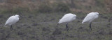 Kleine Zilverreigers / Little Egrets