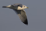 Stormmeeuw / Common Gull