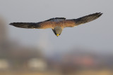 Torenvalk / Common Kestrel