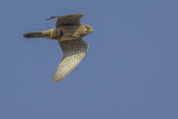Torenvalk met muis / Common Kestrel with mouse