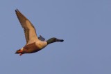 Slobeend / Northern Shoveler