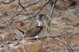 Blue-footedBooby3.jpg