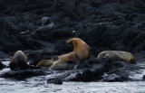GalapagosSeaLion.jpg