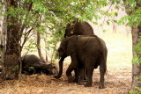 African Elephant4.jpg