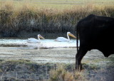 Great White Pelican.jpg