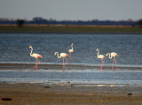 Greater Flamingo.jpg